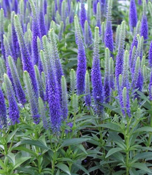 Veronica spicata 'Ulster Dwarf'